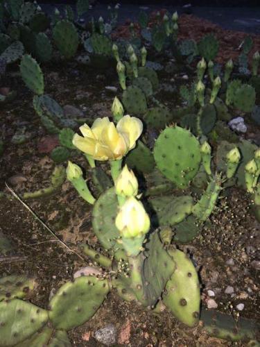 仙人掌開花 仙人掌開花