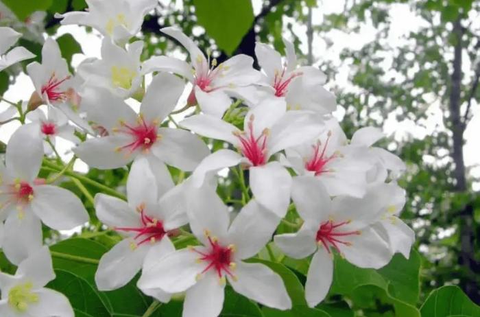 苗栗桐花景點