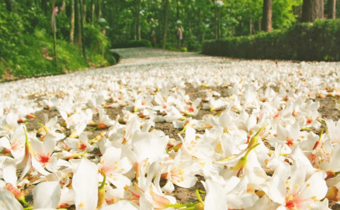 苗栗桐花景點