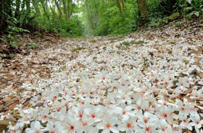 桐花季花況