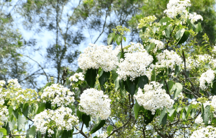 桐花旅遊