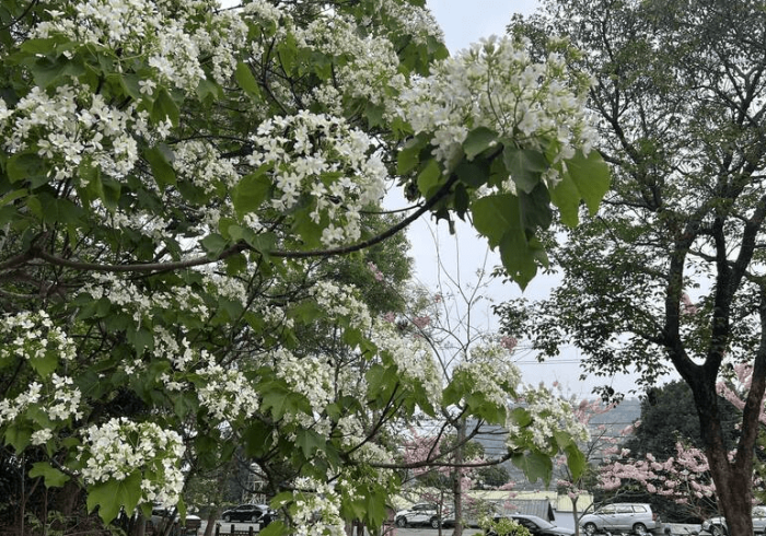 苗栗桐花景點