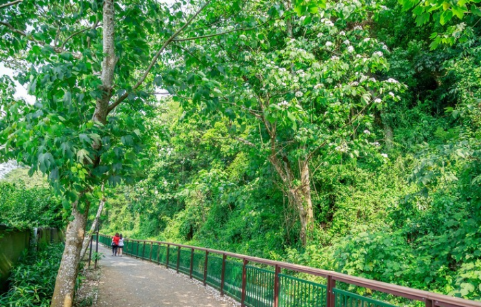 桐花旅遊